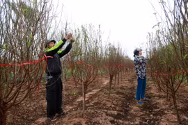 Người dân Nhật Tân làm nhà, lắp điều hòa cho đào 