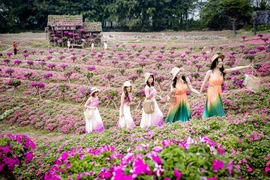 Ngắm cánh đồng hoa Dạ yến thảo đẹp như cổ tích ở Hà Nội