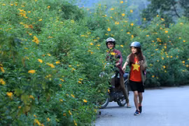 Lên Vườn quốc gia Ba Vì check-in cùng hoa dã quỳ