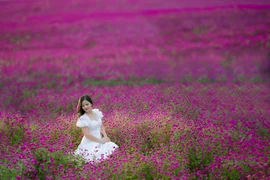 Khám phá thung lũng hoa đẹp như châu Âu giữa lòng Hà Nội