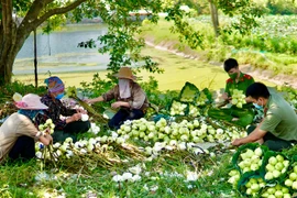 Tình quân dân trên những đầm sen trắng