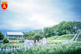 Giới trẻ Hà Nội đua nhau chụp ảnh với cúc họa mi đầu mùa