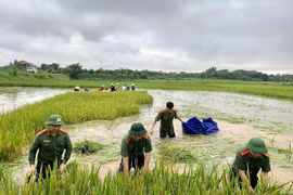 Áo xanh - cầu vai đỏ ngâm mình trong biển nước, cứu lúa giúp người dân
