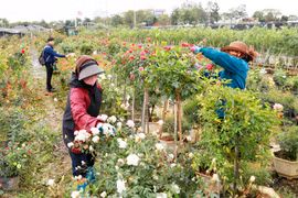 Người dân Mê Linh tất bật vào vụ hoa Tết