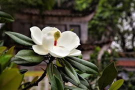 Cận cảnh hoa sen trắng quý hiếm ở ngôi chùa 600 năm tuổi