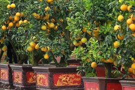 Cận cảnh bưởi cổ thụ gần trăm triệu đồng ở Hà Nội