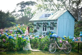 Vườn hoa cẩm tú cầu đẹp như cổ tích giữa lòng Hà Nội