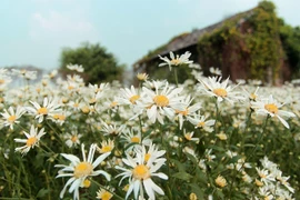 Vườn hoa cúc họa mi rộng hơn 2.000m2 khoe sắc ở Hà Nội