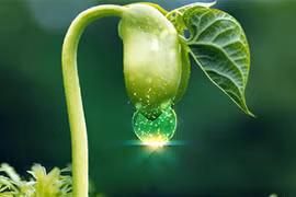 Tác hại của tinh chất mầm đậu nành là không có thật