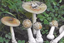 Cả nhà 6 người nguy kịch sau khi ăn nấm hái trong rừng