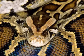 Trăn tham lam nuốt chửng con mồi và cái kết bất ngờ