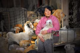 Người phụ nữ sống cùng 1.500 con chó, 200 con mèo