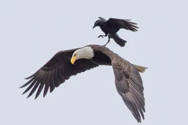 Quạ đen cưỡi đại bàng đi săn?