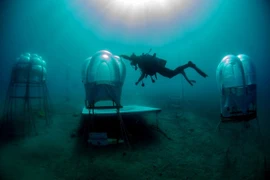 Trồng rau củ dưới đáy biển, tại sao không?