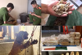Cặp vợ chồng mua con hổ 130 triệu đồng về nấu cao