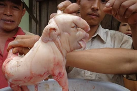 Đắk Lắk: Lạ kỳ chuyện heo đẻ ra..."voi"