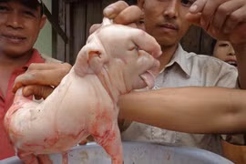 Đắk Lắk: Lạ kỳ chuyện heo đẻ ra..."voi"