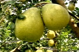 Hàng Việt Nam được quảng bá tại Pháp