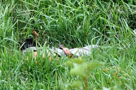 Cái chết bí ẩn của một thanh niên trong đồng cỏ