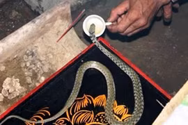 “Rắn thần” - kỳ bí, thêu dệt hay sắp đặt? 