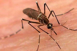 Dịch sốt xuất huyết xuất hiện diện rộng ở Hà Tĩnh