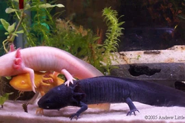 Cá "khủng long" xuất hiện ở Trung Quốc