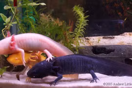 Cá "khủng long" xuất hiện ở Trung Quốc