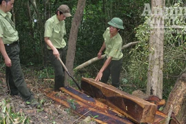 Cam go “cuộc chiến" giữ rừng ở Khu bảo tồn thiên nhiên Ea Sô! (1)