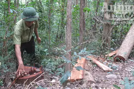 Kiểm lâm bất lực nhìn rừng "chảy máu"