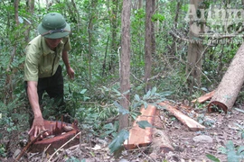 Kiểm lâm bất lực nhìn rừng "chảy máu"