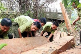 Bị bắt gỗ, lâm tặc rải đinh chống kiểm lâm
