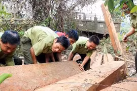 Bị bắt gỗ, lâm tặc rải đinh chống kiểm lâm