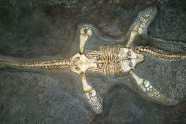 Quái vật hồ Loch Ness: Huyền thoại, sự thật, hay là trò câu khách?