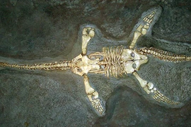 Quái vật hồ Loch Ness: Huyền thoại, sự thật, hay là trò câu khách?