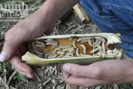 Rờn rợn với món đặc sản sùng tre độc đáo