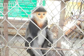 Người dân giao nộp con voọc quý hiếm