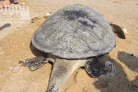 Phát hiện, "cứu hộ" một con vích nặng 50kg mắc lưới