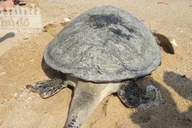 Phát hiện, "cứu hộ" một con vích nặng 50kg mắc lưới