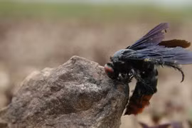 Chạy theo xe ủi, cháu bé 2 tuổi bị ong đốt tử vong