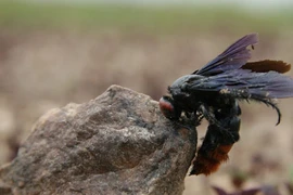 Chạy theo xe ủi, cháu bé 2 tuổi bị ong đốt tử vong