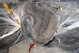 Bắt giữ 160 kg rắn hổ mang chúa trên xe khách