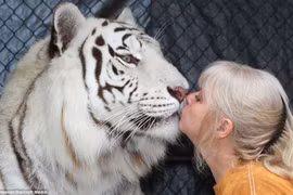 Cặp vợ chồng sống chung với hổ