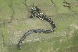 "Rắn hiện hồn", trò bịp của thầy cúng