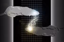 Hi vọng mới về mạng máy tính hữu cơ