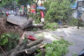 Nhiều cây đổ, gãy do mưa lốc 