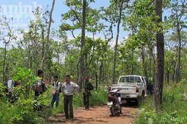 Huy động thêm 2 voi nhà cứu hộ con voi rừng bị thương do sập bẫy