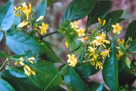 "Lời ru buồn" mang tên lá ngón