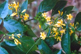 "Lời ru buồn" mang tên lá ngón