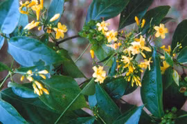 Bé trai 15 tuổi tự vẫn vì bị gia đình ngăn cản lấy vợ