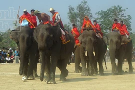 Lên Tây Nguyên xem Lễ hội đua voi 